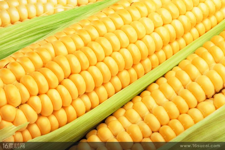 叠放的金黄色玉米高清图片(图片id:118359)-食品果蔬图片-素材中国16